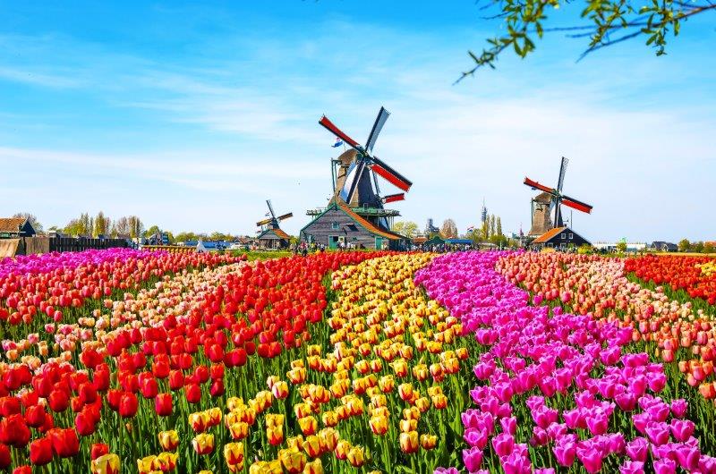 Bunte Tulpenfelder vor einer Windmühle in Holland